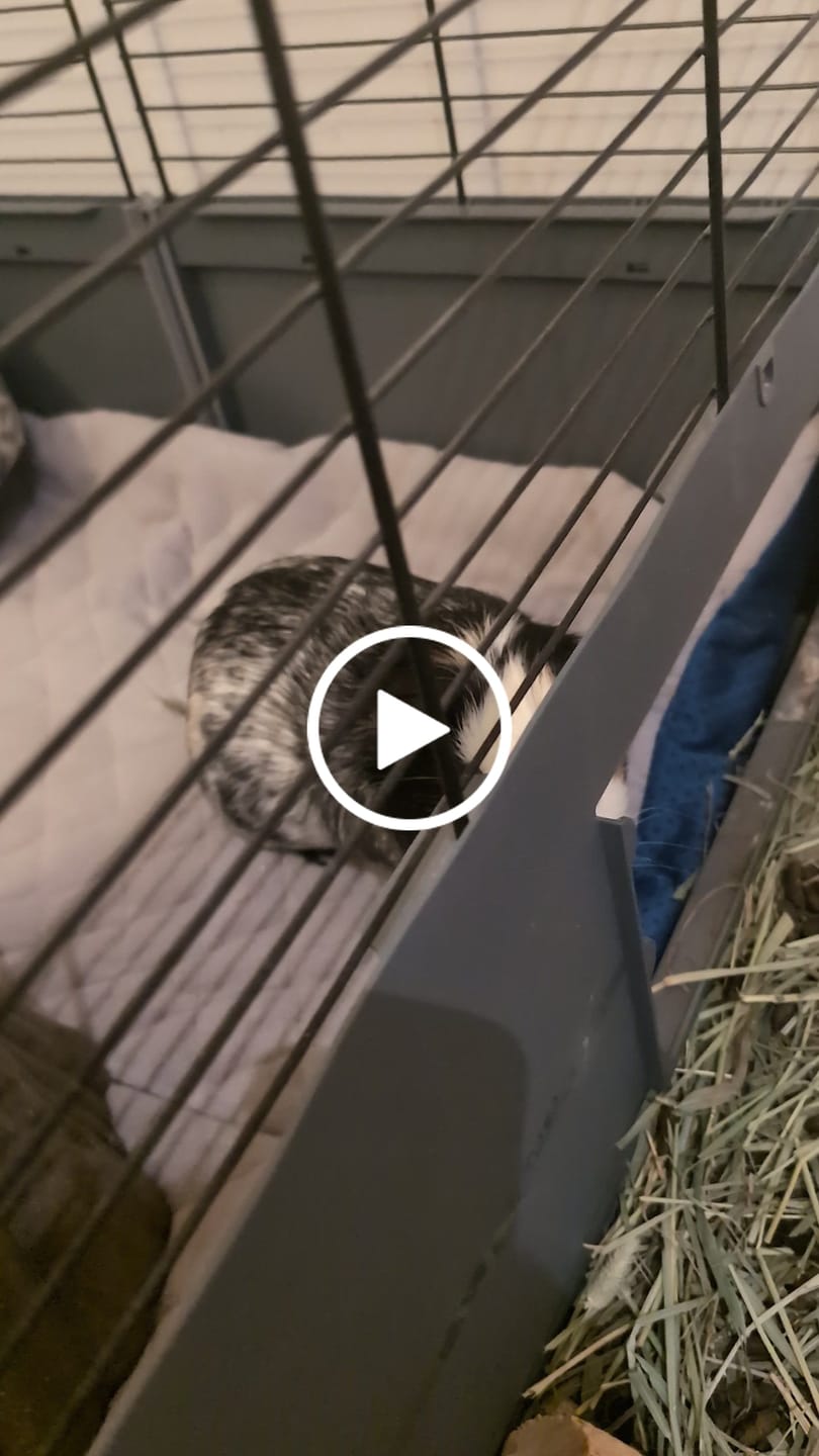 Customer video review of GuineaDad Original Liner For Small Animal Cages
