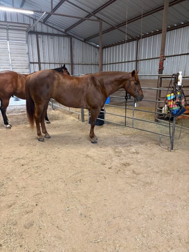 Customer photo review of OptiWize Collagen +Plus Horse Joint Supplement