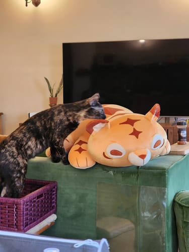 Customer photo review of GIANT 4LB Weighted Multi-Tiger Plush