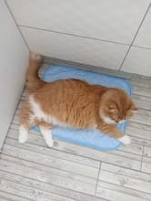 Customer photo review of Nuvola Breeze™ - Tappetino Refrigerante Safe-Fiber per Cani e Gatti