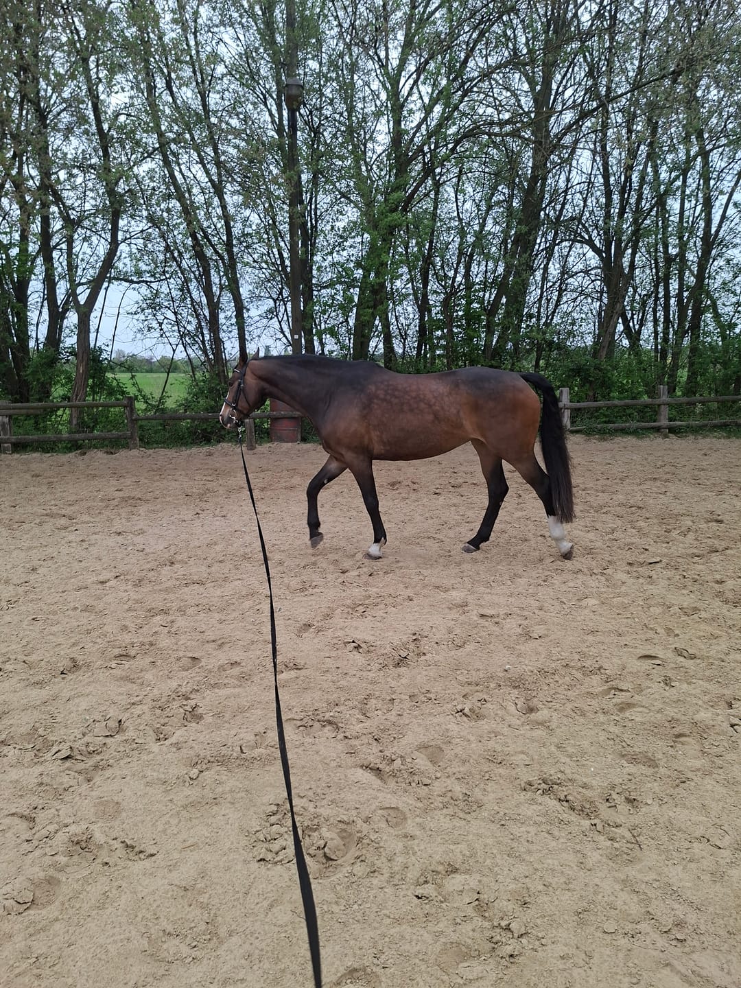 Customer photo review of Mikronährstofftest - Mängel Pferd