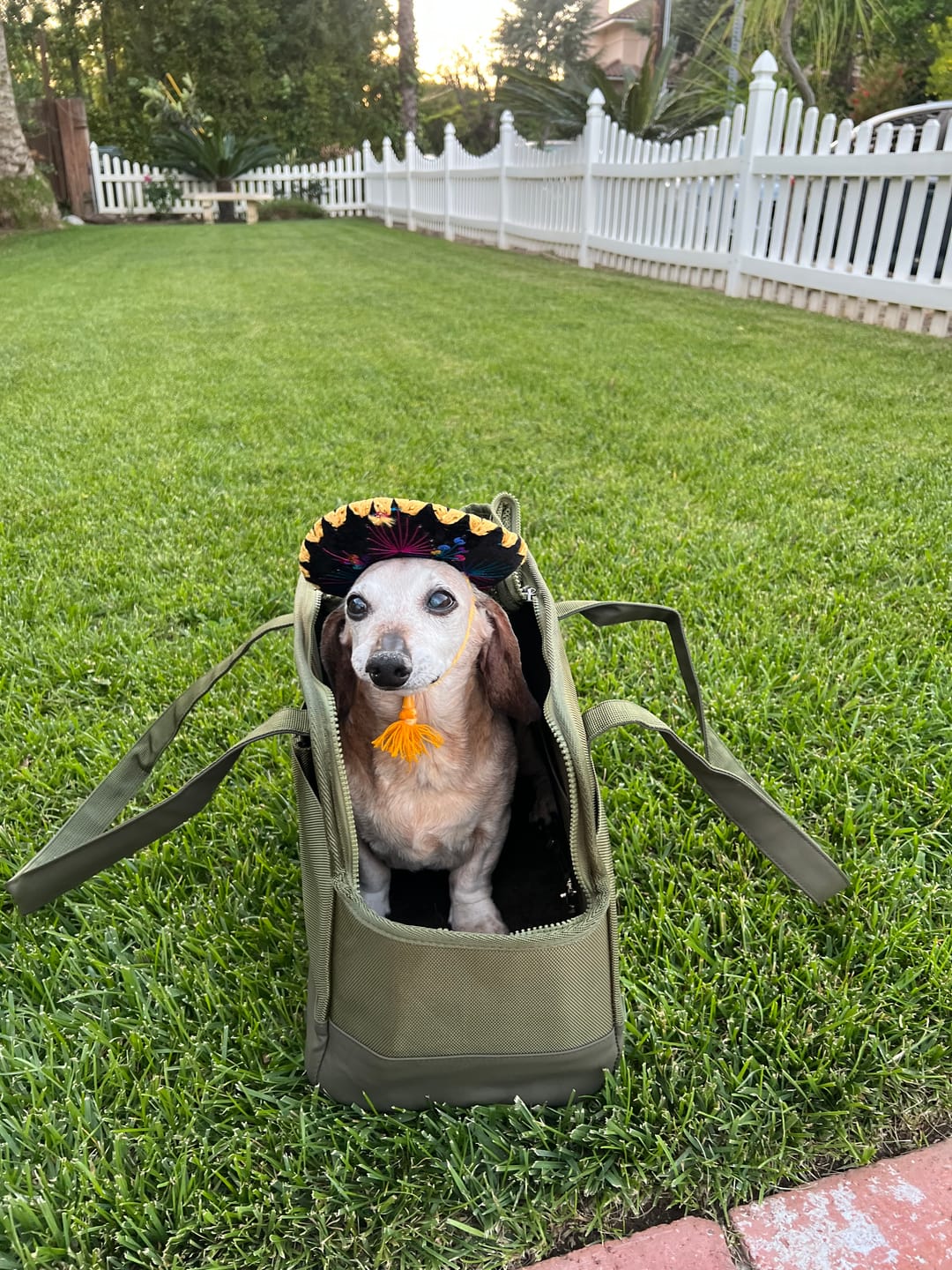Customer photo review of Olive Green Pet Tote Bag