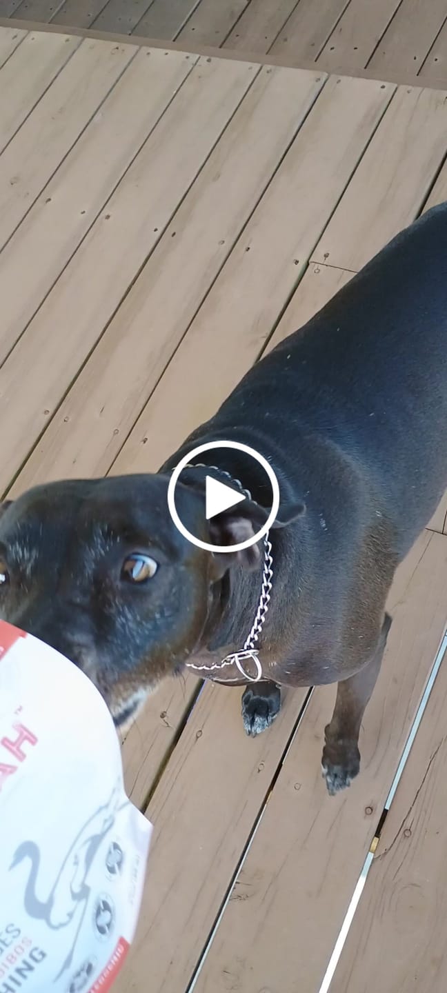 Customer video review of Ostrich Sausages with Rooibos (3oz): The Delicious, Skin-Soothing Treat for Dogs with Allergies
