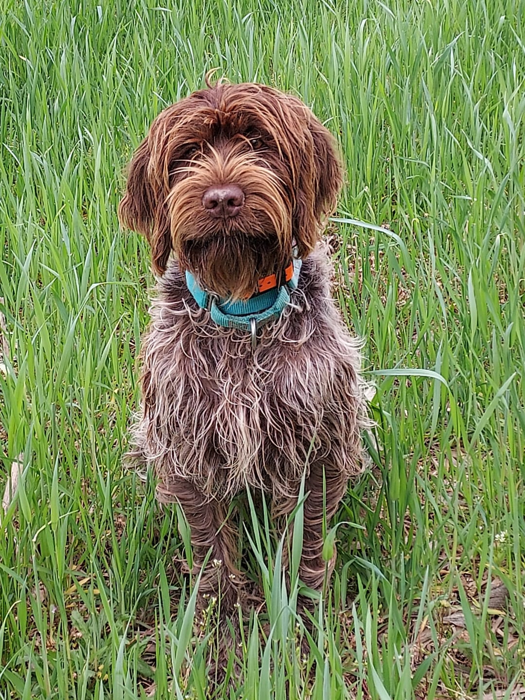 Customer photo review of 6 Inch Standard Bully Stick