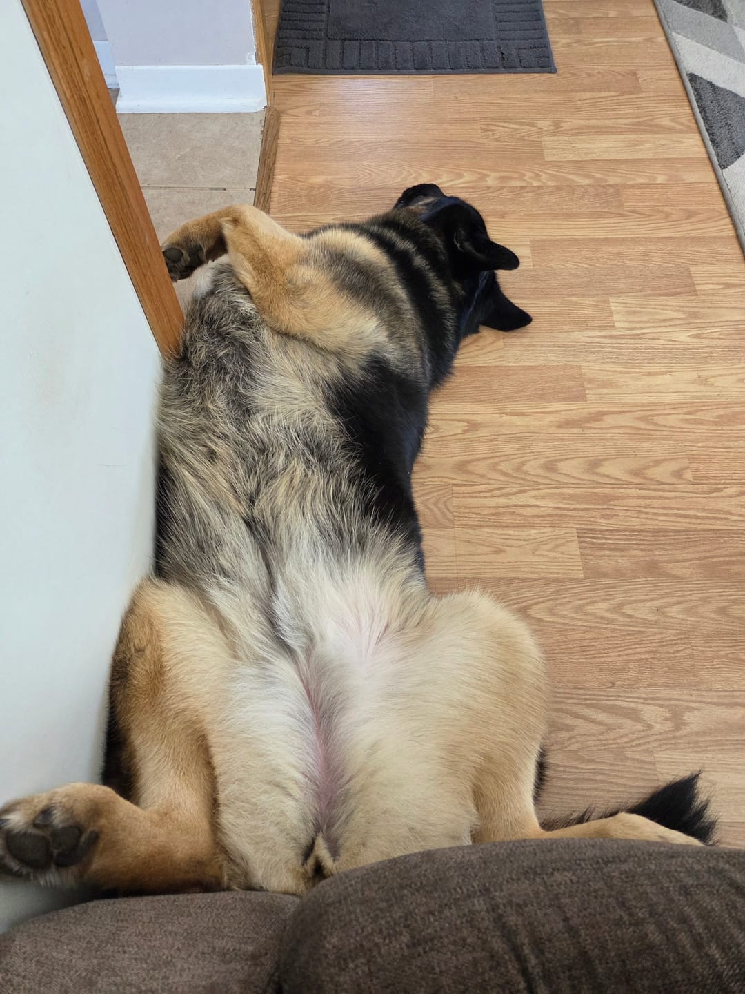 Customer photo review of 6 Inch Trachea Wrapped in Jerky