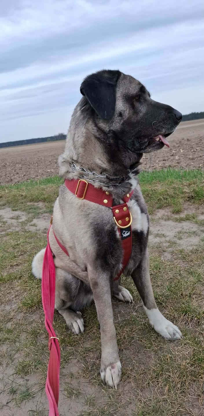 Customer photo review of Szelki z raczką typu guard - Easy Walk Golden Raspberry Red