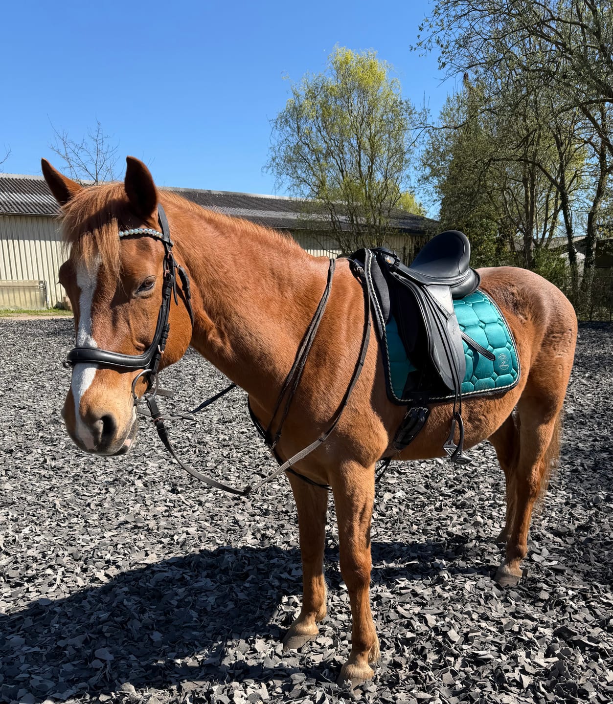 Customer photo review of Schabracke Comfort Line - Jungle Green