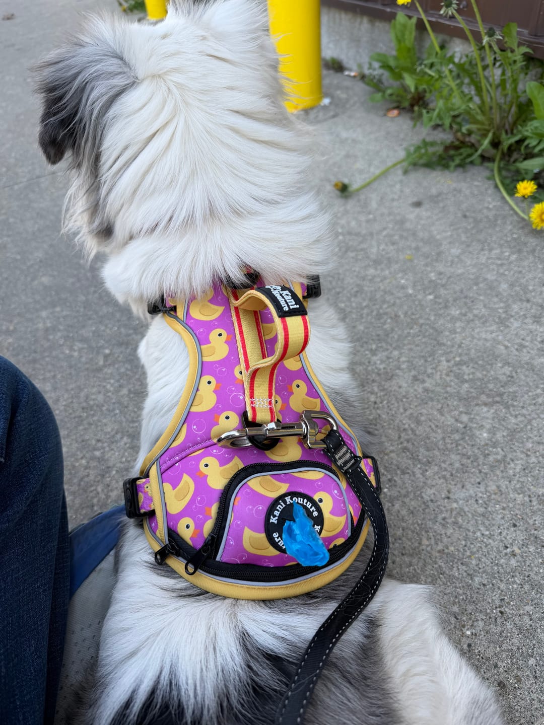 Customer photo review of Pink Rubber Ducky - Adventure Harness