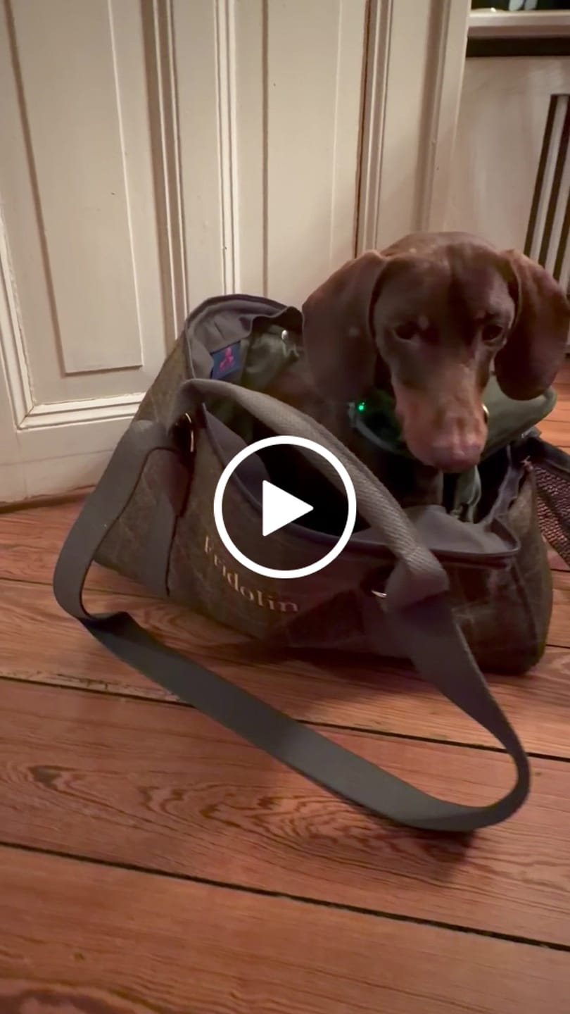 Customer video review of Hundetasche TWEED