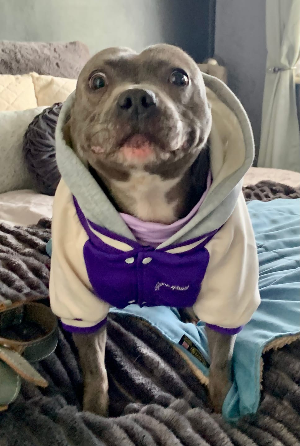 Customer photo review of Dog Varsity Jacket - Purple