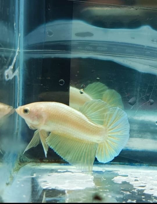 Customer photo review of Super Gold 24k Male Betta Fish | High Grade | Mystery Betta