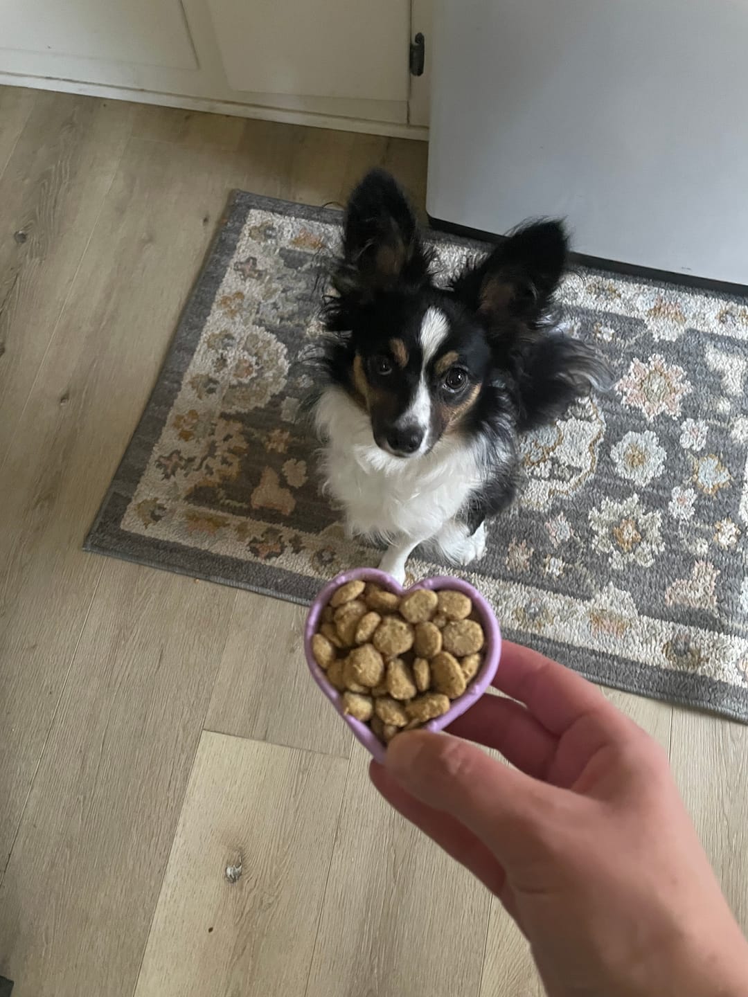 Customer photo review of FreezLove Cat Enrichment Chew