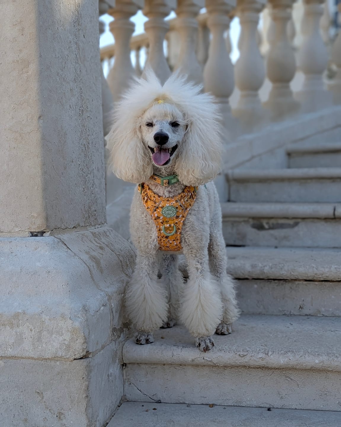 Customer photo review of Dog Harness - Colour Drops - Wanna-Bee
