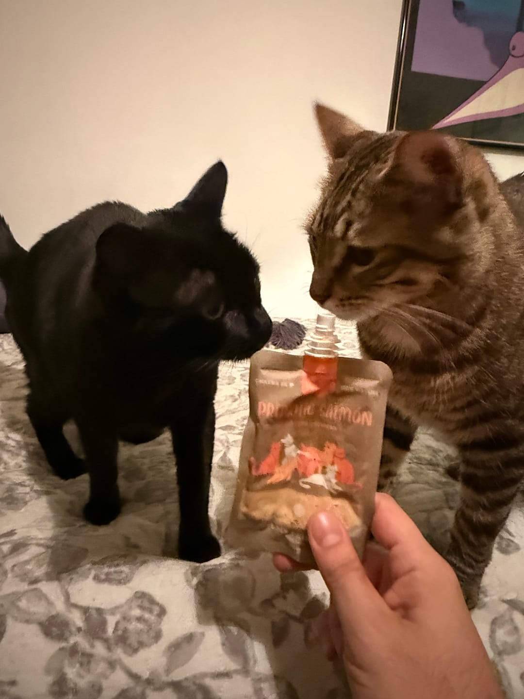 Customer photo review of Chicken Fiesta Gatos