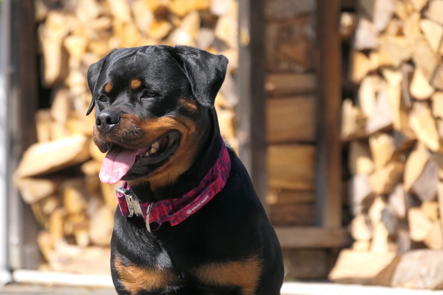 Customer photo review of Comfort Control Collar Set - Fuchsia Camo