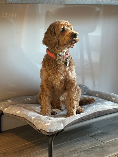 Customer photo review of 50% OFF Grey Star Cuddle Soft & Grey Velour Luxury Reversible Pad