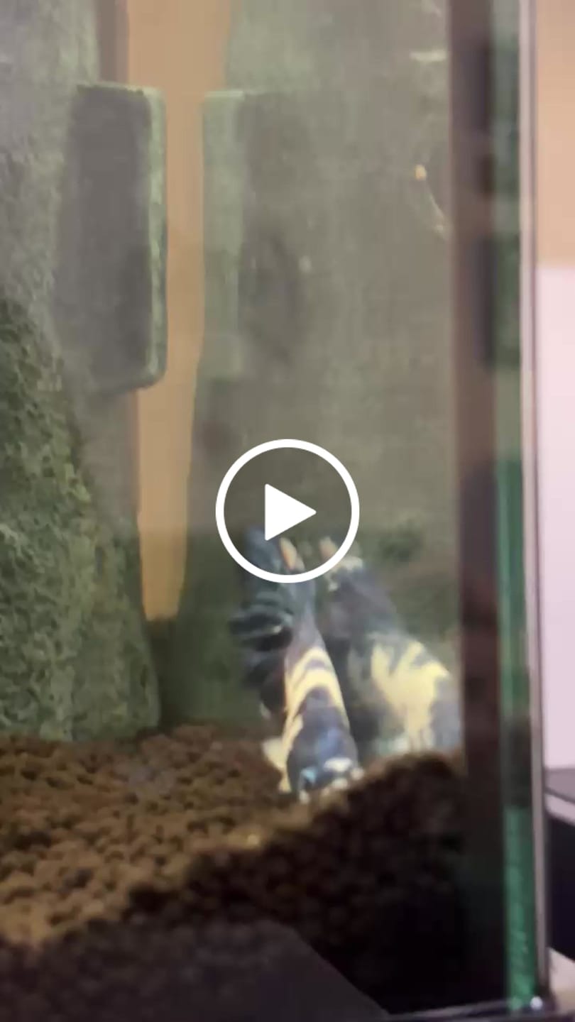 Customer video review of Blue Marble Dot Halfmoon Male Betta Fish | Grower Pick
