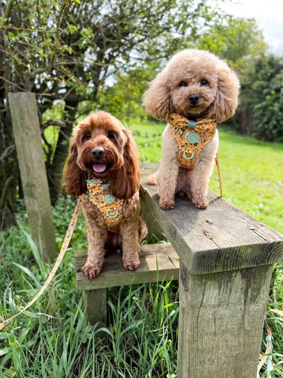 Customer photo review of Trail & Glow Dog Harness Bundle Set - Colour Drops - Wanna-Bee