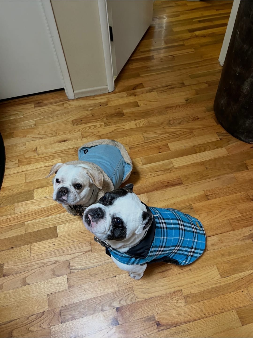 Customer photo review of Sensitive Skin Dog Shampoo - 4 Pack