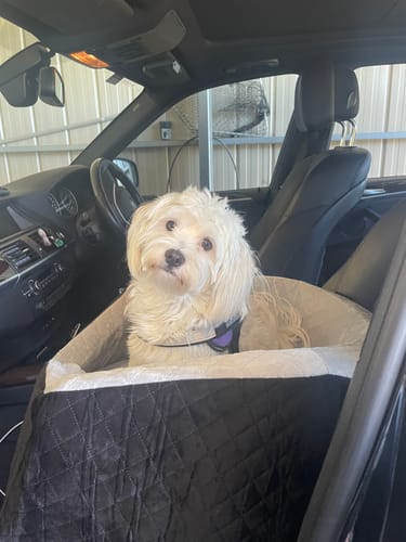 Customer photo review of Dog Car Booster Seat