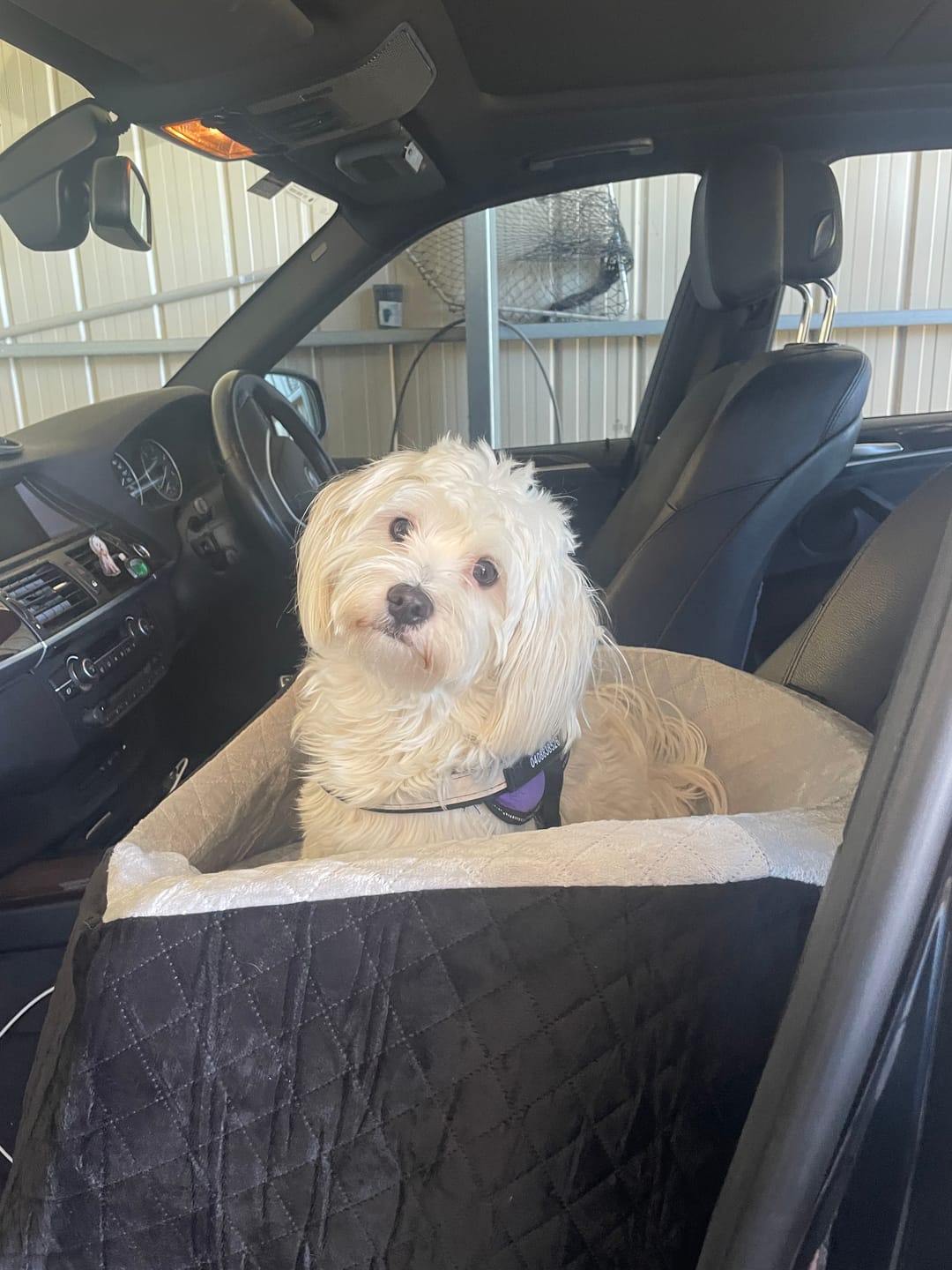 Customer photo review of Dog Car Booster Seat