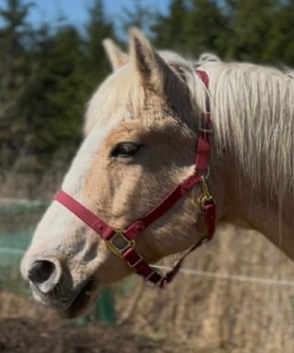 Customer photo review of Mystery Halter - Preorder