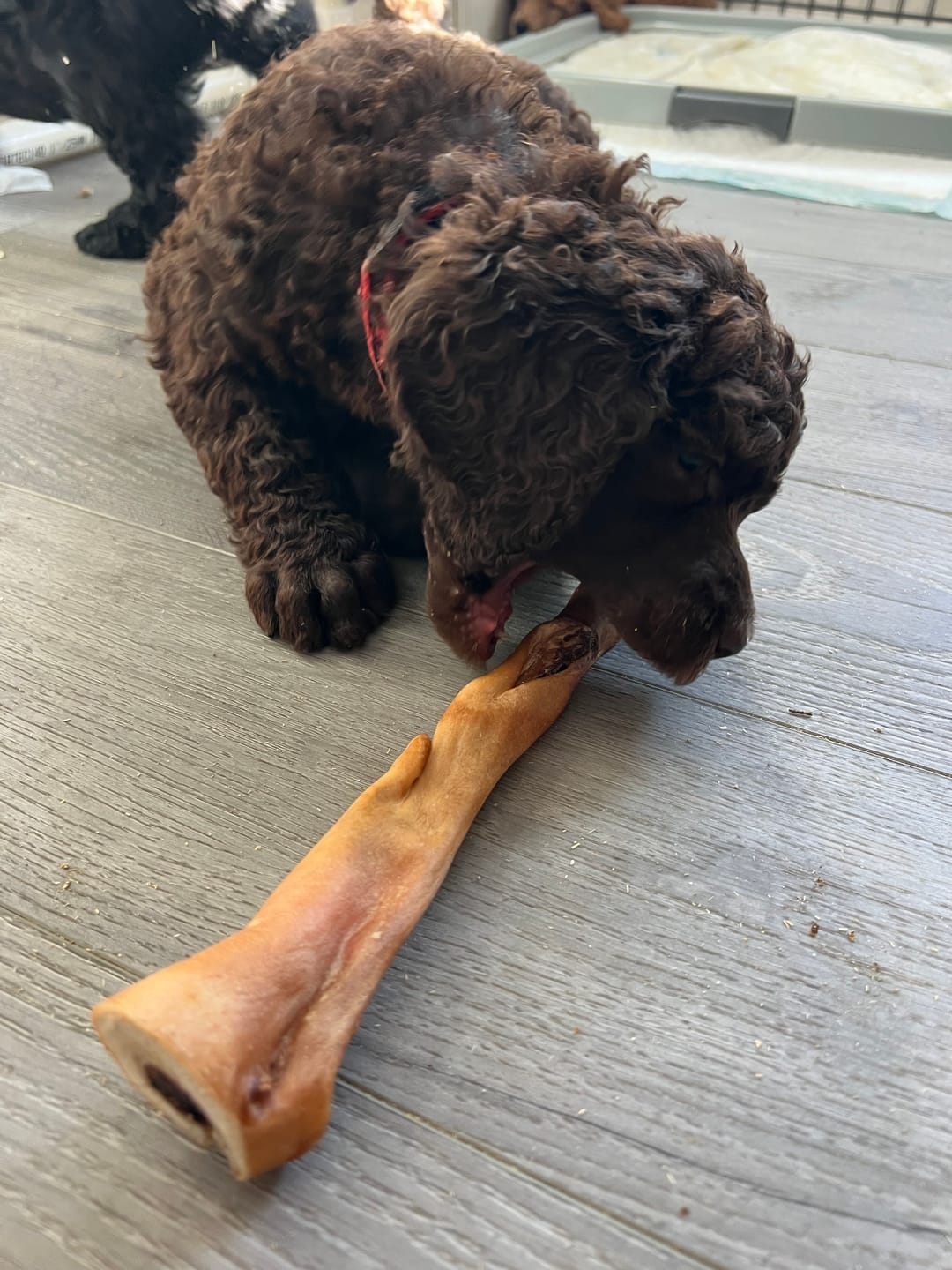 Customer photo review of 12 Inch Jumbo Bully Stick