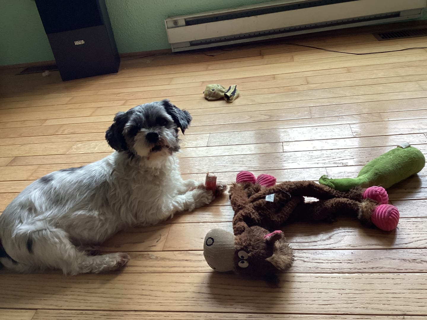 Customer photo review of 6 Inch Jumbo Bully Stick