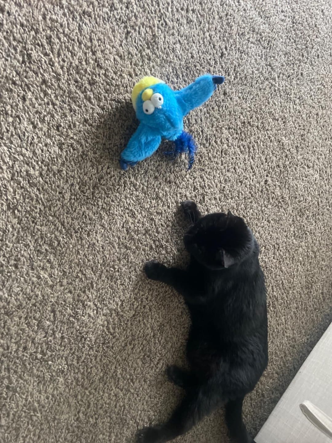 Customer photo review of Flying Bird 2.0
