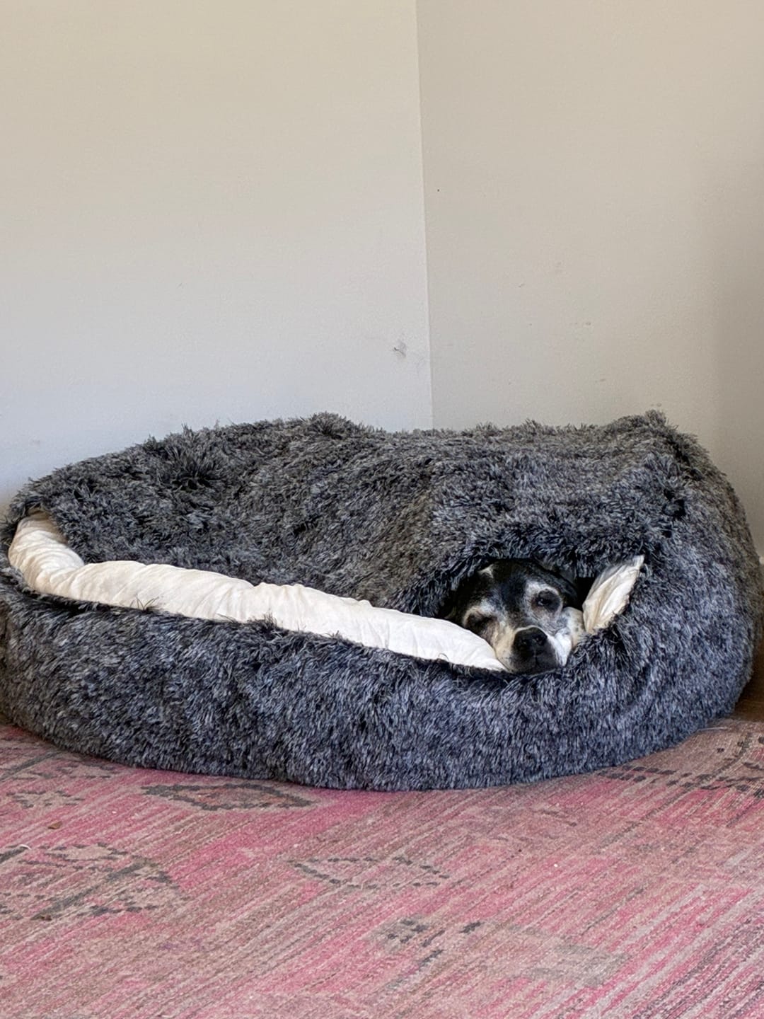 Customer photo review of Pet Cave Dog Bed - Removable Cover