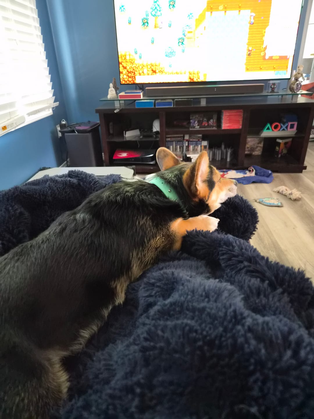 Customer photo review of Adjustable Biothane Quick Release Dog Collar
