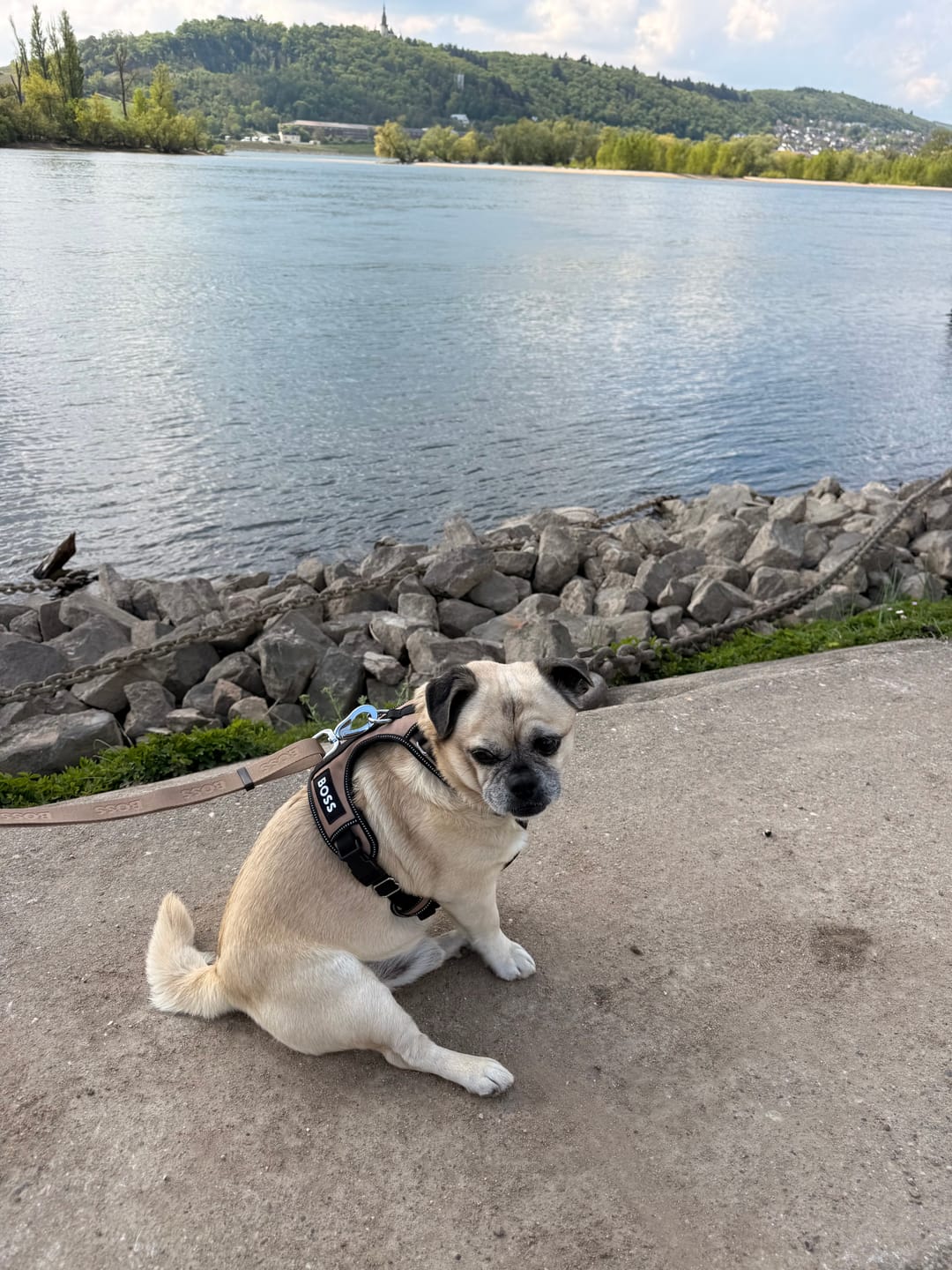 Customer photo review of Dog Essentials Leash