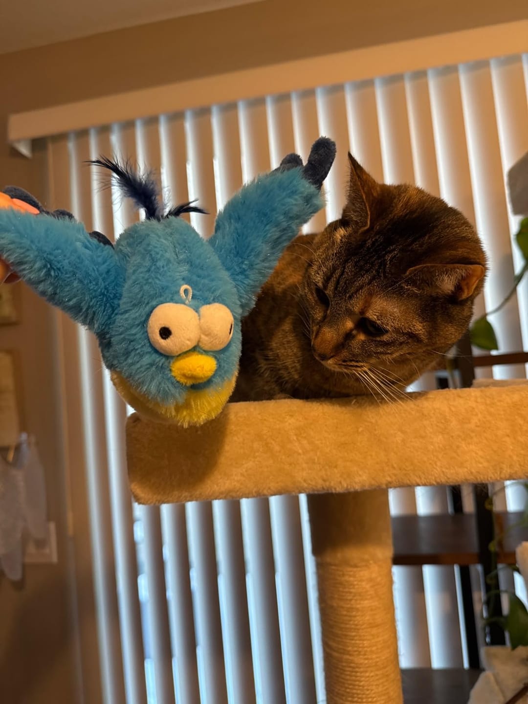 Customer photo review of Flying Bird 2.0