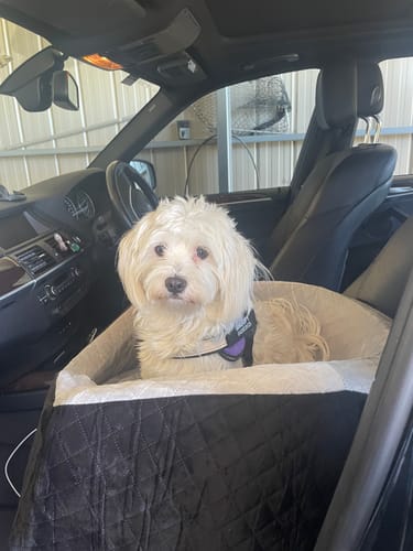 Customer photo review of Dog Car Booster Seat