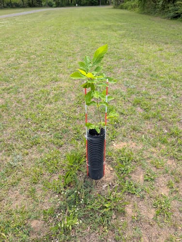 Customer photo review of Late Drop Hybrid Chestnut