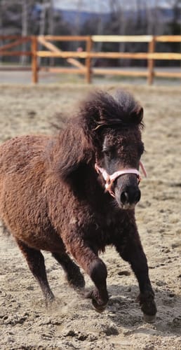 Customer photo review of iCavalos - Horse halter - Preorder