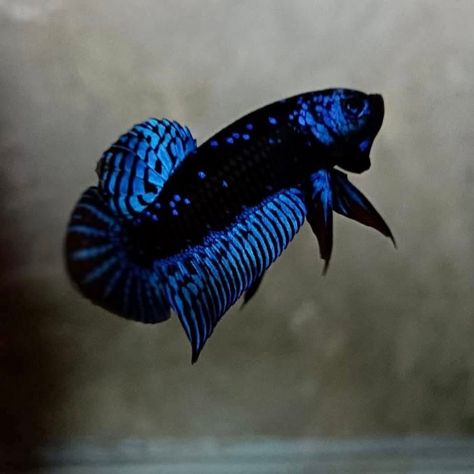 Customer photo review of Blue Samurai Alien Wild Male Betta Fish | Grower Pick