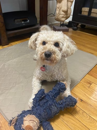 Customer's small dog sitting on a tan Potty Buddy pad on a hardwood floor with a blue toy.