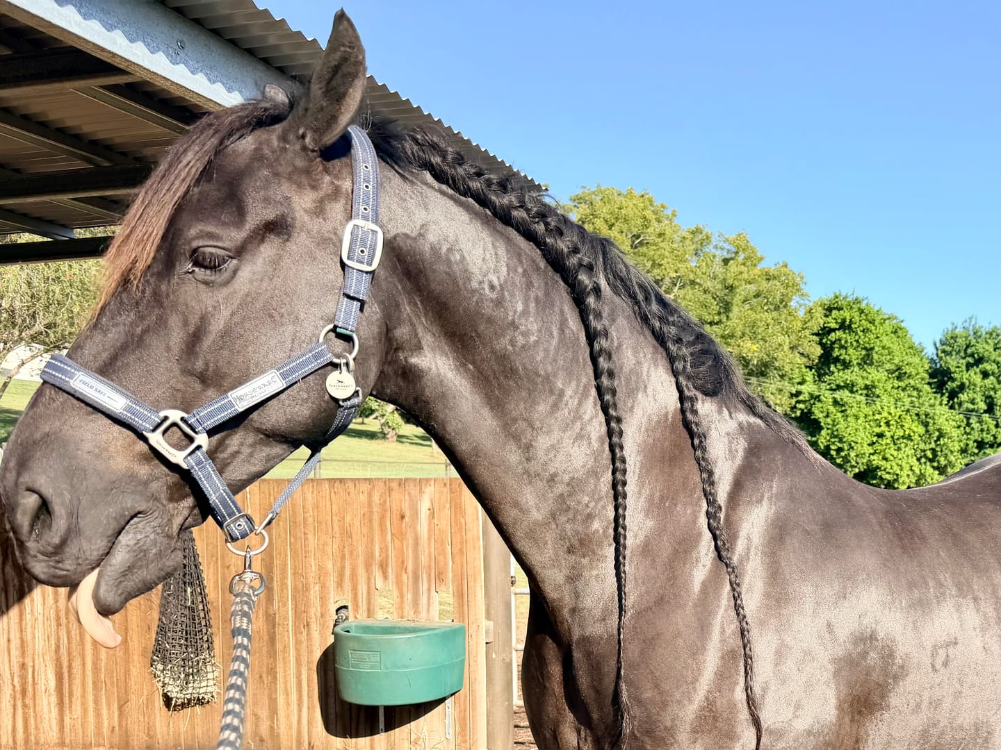 Customer photo review of Field Safe Headcollar