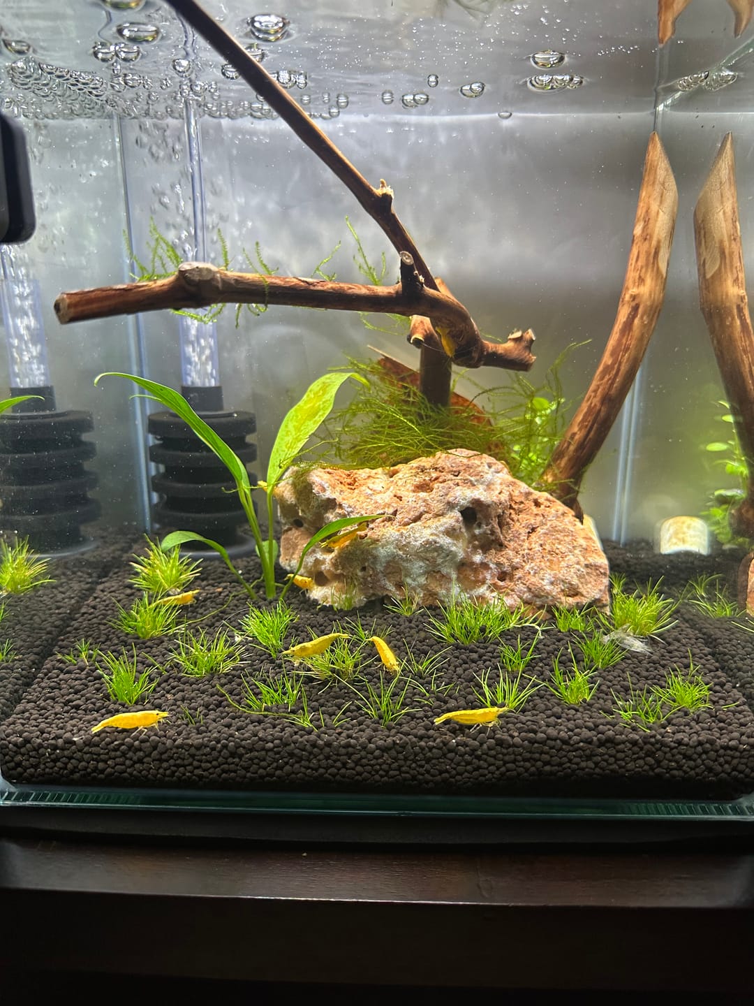 Customer photo review of Neon Yellow Shrimp "NEW"