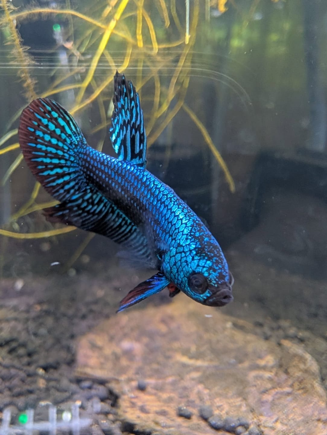 Customer photo review of Blue Samurai Alien Wild Male Betta Fish | Grower Pick