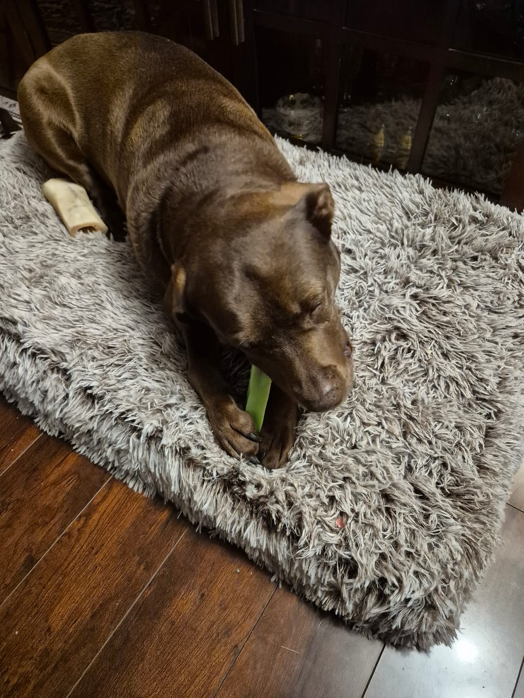 Customer photo review of Himalayan Yak Chew (LARGE)