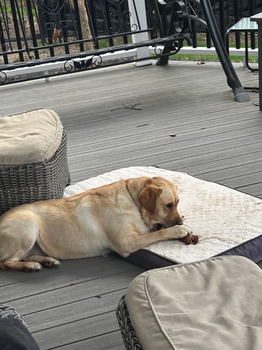 Customer's yellow dog lying on a dog bed on a deck, chewing a Smoked Beef Marrow Bone.