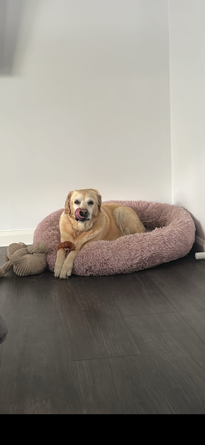Customer photo review of Personalized Photo Canvas Prints, Dog Loss Gifts, Pet Memorial Gifts, Dog Sympathy, God Saw You Getting Tired Dem Canvas
