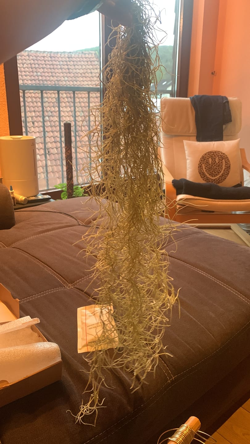 Customer photo review of 3er Set - Tillandsia usneoides - Louisianamoos -