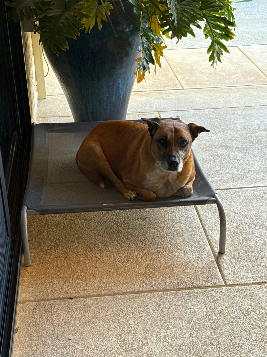 Customer photo review of Outdoor Dog Bed - Pet Trampoline