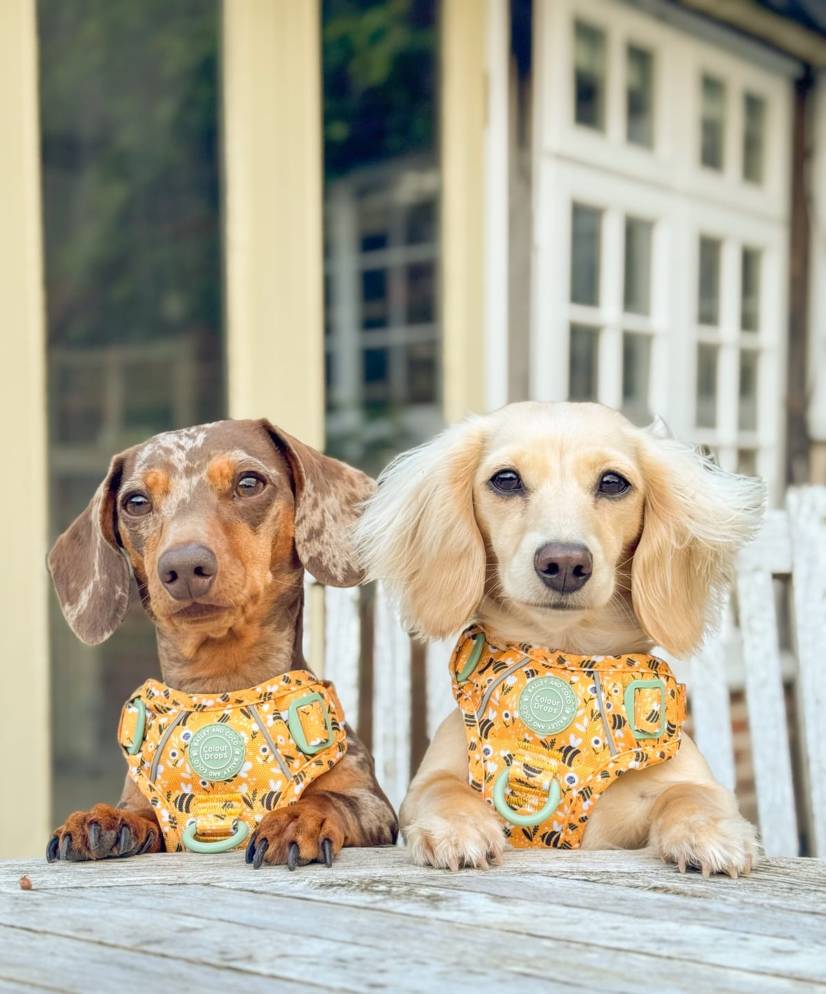 Customer photo review of Dog Harness - Colour Drops - Wanna-Bee