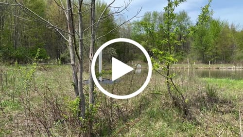 Customer video review of Late Drop Hybrid Chestnut