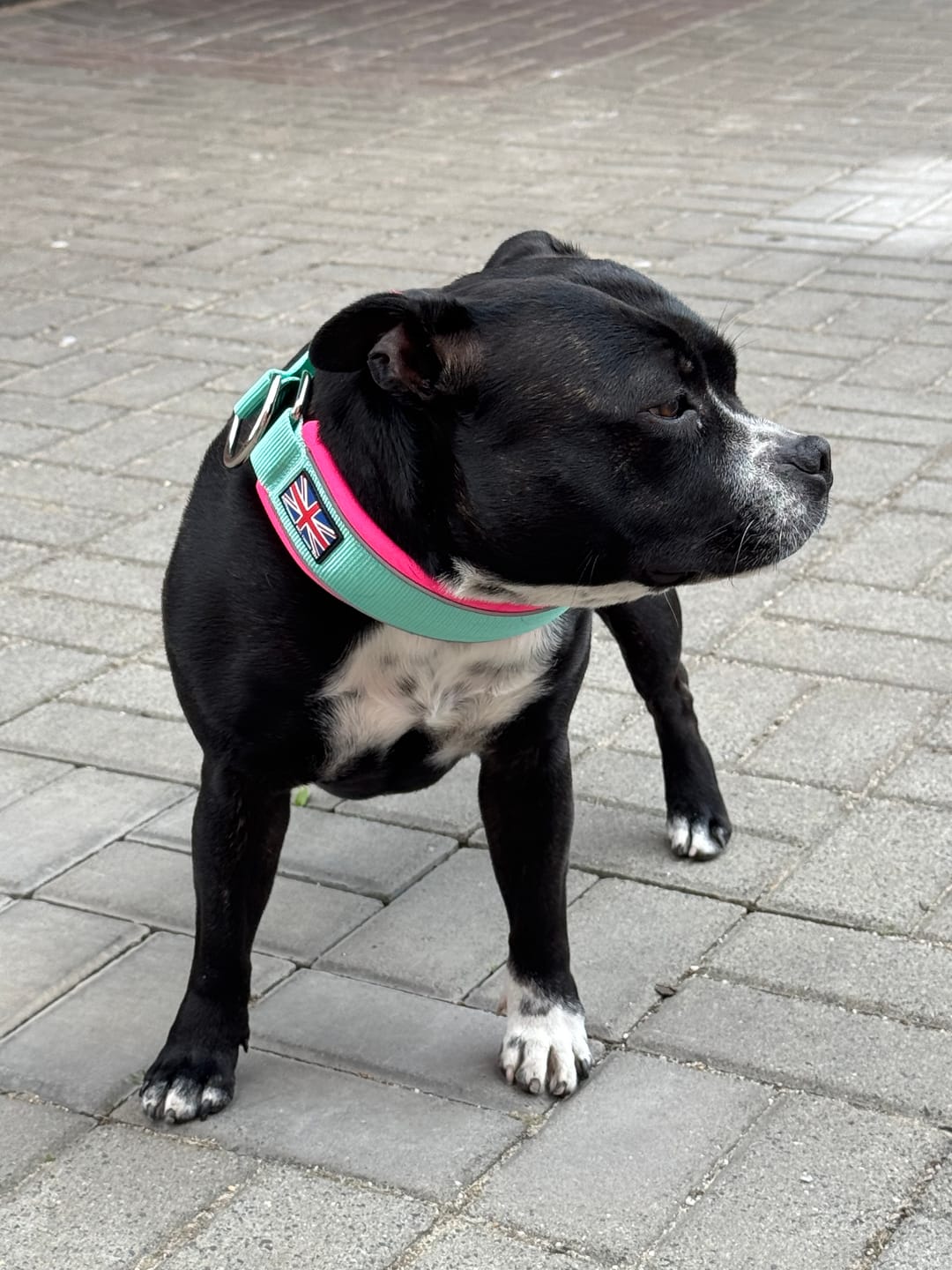 Customer photo review of Staffordshire Bull Terrier 1935® Martingale Collar - Maya & Bonnie's Edition - Mint Flamingo