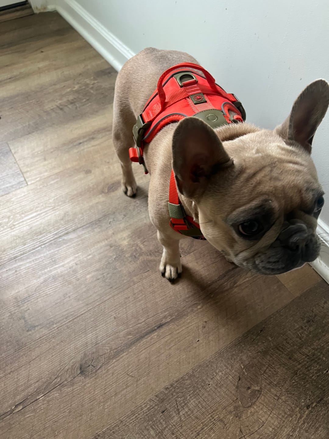 Customer photo review of Anti Pull Hurricane Harness Lighter | With Handle - Burnt Orange X Khaki